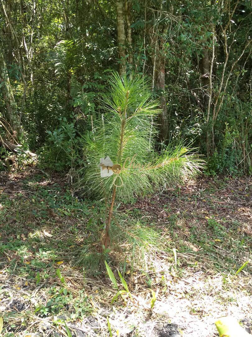 Chácara, 2 quartos, 1187 m² - Foto 4