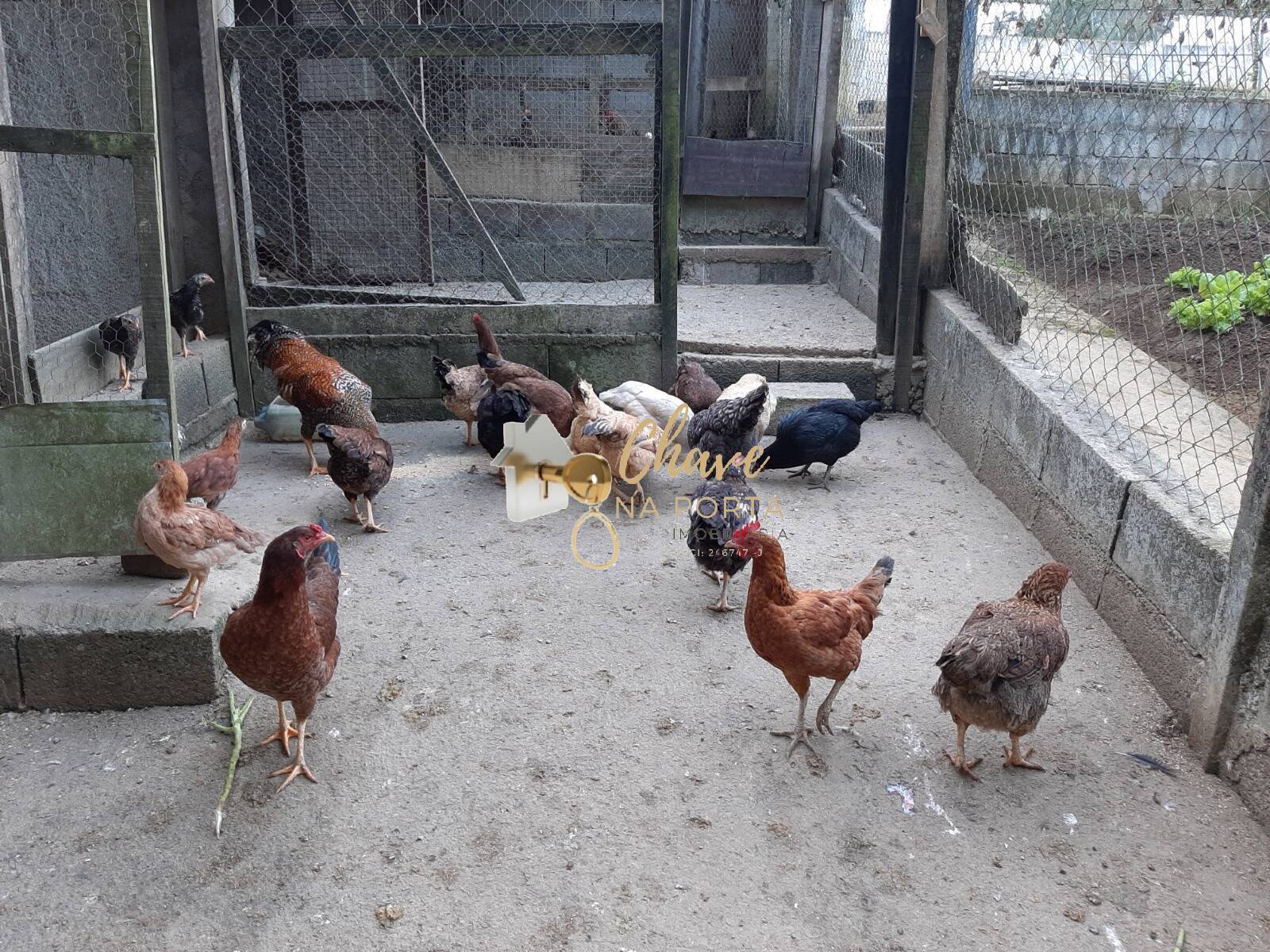 Chácara, 3 quartos, 4400 m² - Foto 11